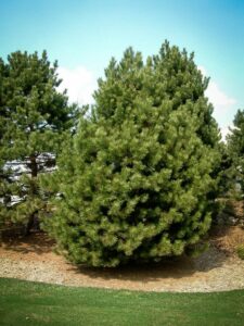 Сосна Чёрная (Pinus Nigra) купить по цене от 270.00р. в интернет-магазине «Посадика» с доставкой почтой в в Лебедянье и по всей России – [изображение №1].