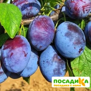 Слива Чачакская ранняя купить по цене от 229.00р. в интернет-магазине «Посадика» с доставкой почтой в в Лебедянье и по всей России – [изображение №1].