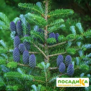 Пихта корейская (Abies koreana) купить по цене от 450.00р. в интернет-магазине «Посадика» с доставкой почтой в в Лебедянье и по всей России – [изображение №1].