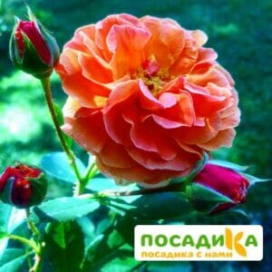 Роза Арабия купить по цене от 350.00р. в интернет-магазине «Посадика» с доставкой почтой в в Лебедянье и по всей России – [изображение №1].