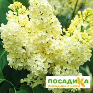 Сирень Примроуз (Primrose) купить по цене от 529.00р. в интернет-магазине «Посадика» с доставкой почтой в в Лебедянье и по всей России – [изображение №1].