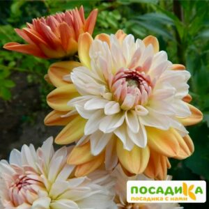 Георгина Коуп де Солейл (декоративная) купить по цене от 400р. в интернет-магазине «Посадика» с доставкой почтой в в Лебедянье и по всей России – [изображение №1].