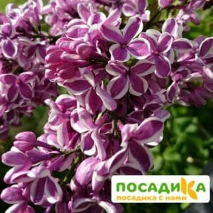 Сирень Сенсация купить по цене от 529.00р. в интернет-магазине «Посадика» с доставкой почтой в в Лебедянье и по всей России – [изображение №1].