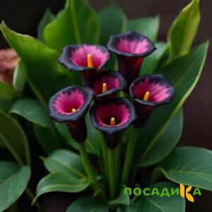 Калла Аура Лейс купить по цене от 400р. в интернет-магазине «Посадика» с доставкой почтой в в Лебедянье и по всей России – [изображение №1].