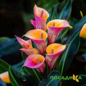 Калла Оникс купить по цене от 450р. в интернет-магазине «Посадика» с доставкой почтой в в Лебедянье и по всей России – [изображение №1].