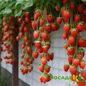 Клубника вьющаяся Комплимент купить по цене от 470р. в интернет-магазине «Посадика» с доставкой почтой в в Лебедянье и по всей России – [изображение №1].