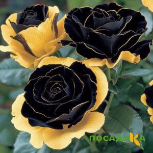 Роза Ханни Сикл купить по цене от 700р. в интернет-магазине «Посадика» с доставкой почтой в в Лебедянье и по всей России – [изображение №1].