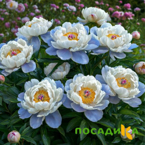 Пион акварельный Этюд купить по цене от 806р. в интернет-магазине «Посадика» с доставкой почтой в в Лебедянье и по всей России – [изображение №1].