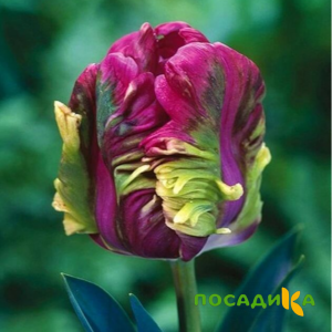 Тюльпан Экзотик Хэвен купить по цене от 186р. в интернет-магазине «Посадика» с доставкой почтой в в Лебедянье и по всей России – [изображение №1].
