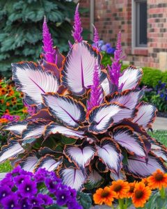 Хоста Кримэн Дрим купить по цене от 549р. в интернет-магазине «Посадика» с доставкой почтой в в Лебедянье и по всей России – [изображение №1].