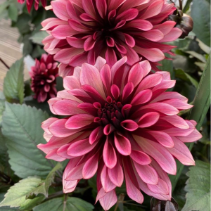 Георгин Перли Сансет купить по цене от 309р. в интернет-магазине «Посадика» с доставкой почтой в в Лебедянье и по всей России – [изображение №1].