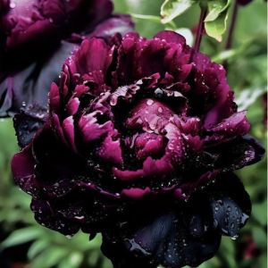 Пион Темный Сад купить по цене от 421р. в интернет-магазине «Посадика» с доставкой почтой в в Лебедянье и по всей России – [изображение №1].