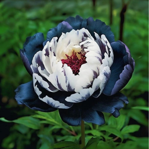 Пион Древовидный Инь-Янь купить по цене от 419р. в интернет-магазине «Посадика» с доставкой почтой в в Лебедянье и по всей России – [изображение №1].