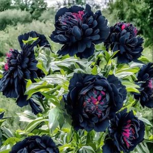 Пион древовидный Сердце Афродиты купить по цене от 600р. в интернет-магазине «Посадика» с доставкой почтой в в Лебедянье и по всей России – [изображение №1].