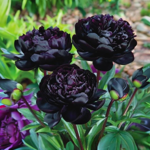 Пион Королевский Бархат купить по цене от 419р. в интернет-магазине «Посадика» с доставкой почтой в в Лебедянье и по всей России – [изображение №1].