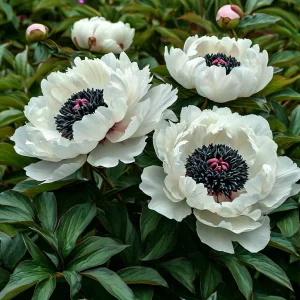 Пион Инк Эн купить по цене от 429р. в интернет-магазине «Посадика» с доставкой почтой в в Лебедянье и по всей России – [изображение №1].