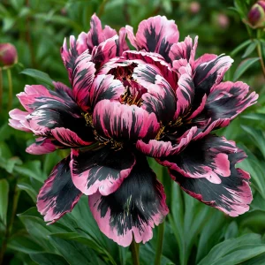 Пион Дроп Руби купить по цене от 469р. в интернет-магазине «Посадика» с доставкой почтой в в Лебедянье и по всей России – [изображение №1].