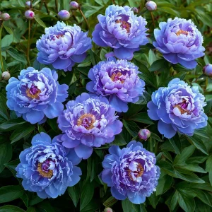 Пион Голубой лотос купить по цене от 590р. в интернет-магазине «Посадика» с доставкой почтой в в Лебедянье и по всей России – [изображение №1].