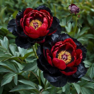 Пион Эбеновый Рубин купить по цене от 419р. в интернет-магазине «Посадика» с доставкой почтой в в Лебедянье и по всей России – [изображение №1].
