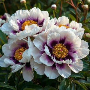 Пион Эко Саммер купить по цене от 548р. в интернет-магазине «Посадика» с доставкой почтой в в Лебедянье и по всей России – [изображение №1].