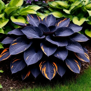 Хоста Умбра купить по цене от 349р. в интернет-магазине «Посадика» с доставкой почтой в в Лебедянье и по всей России – [изображение №1].