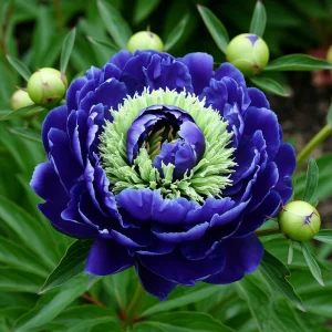 Пион Дримвивер купить по цене от 417р. в интернет-магазине «Посадика» с доставкой почтой в в Лебедянье и по всей России – [изображение №1].