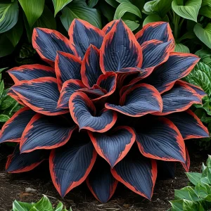 Хоста Солнечный Агат купить по цене от 440р. в интернет-магазине «Посадика» с доставкой почтой в в Лебедянье и по всей России – [изображение №1].