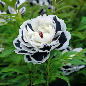 Пион Монохромный Шик купить по цене от 429р. в интернет-магазине «Посадика» с доставкой почтой в в Лебедянье и по всей России – [изображение №1].