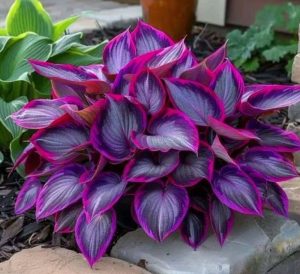 Хоста Сикрет Гарденс купить по цене от 549р. в интернет-магазине «Посадика» с доставкой почтой в в Лебедянье и по всей России – [изображение №1].